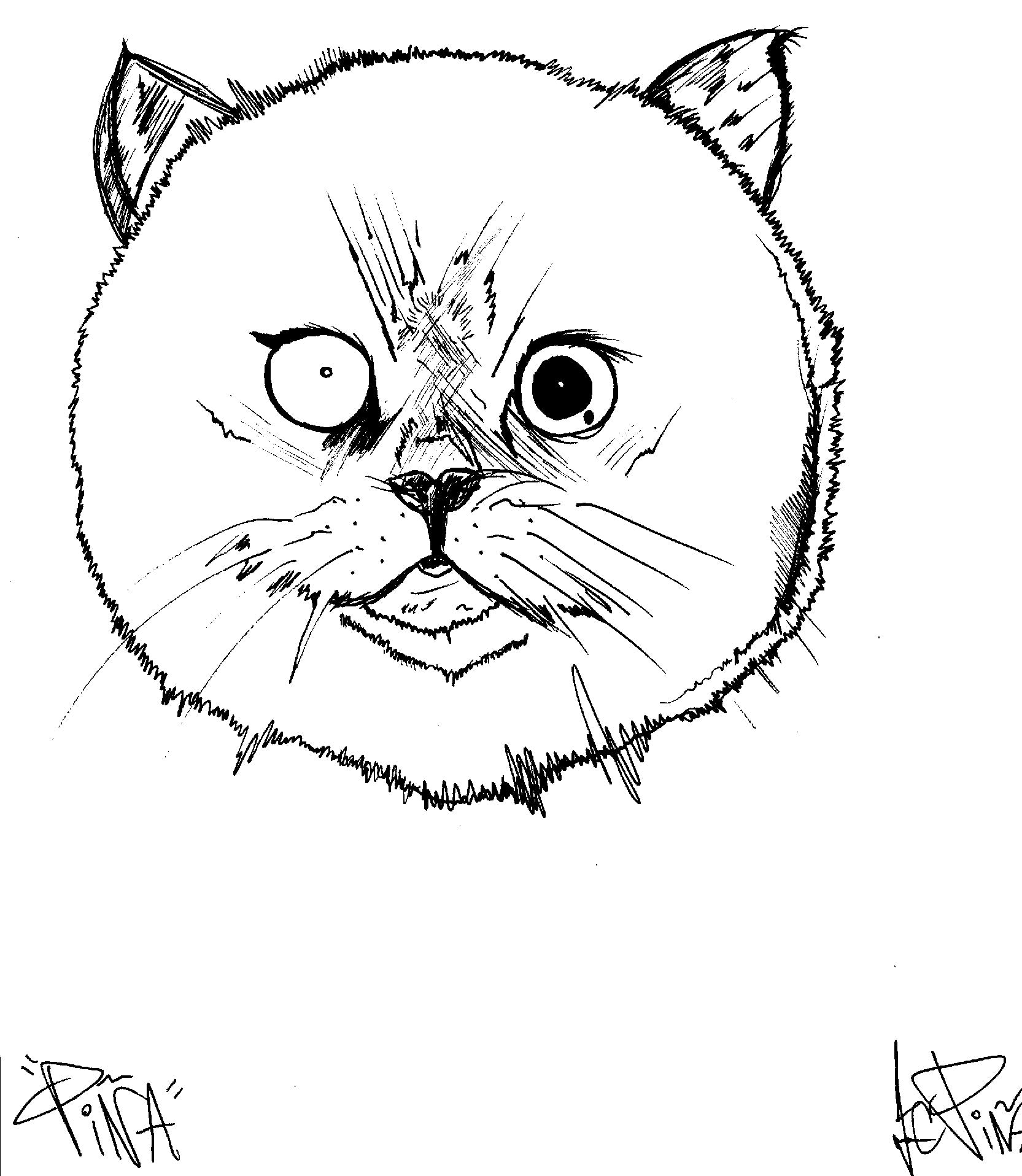 Original hand drawn Curious Cat